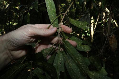Image of Medicosma cunninghamii by (c) Greg Tasney, some rights reserved (CC BY-SA)