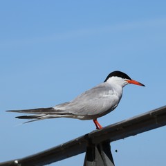 Sterna hirundo