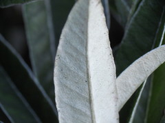 Brachyglottis laxifolia