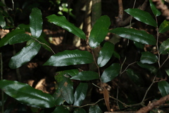 Meiogyne stenopetala