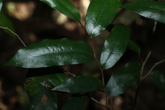 Meiogyne stenopetala