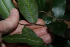 Meiogyne stenopetala