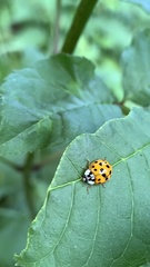 Harmonia axyridis