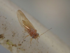 Cacopsylla
