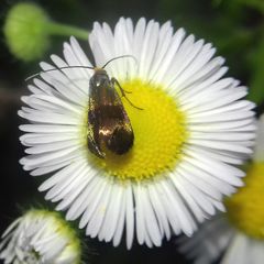 Nemophora fasciella