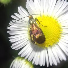 Nemophora fasciella