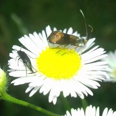 Nemophora fasciella
