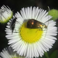 Nemophora fasciella