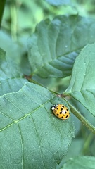 Harmonia axyridis