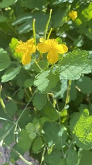 Chelidonium majus