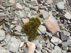Aciphylla dobsonii