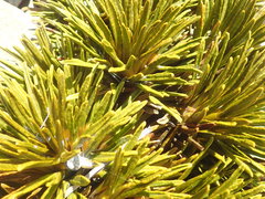 Aciphylla dobsonii
