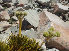 Aciphylla dobsonii