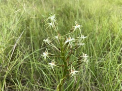 Habenaria nyikana
