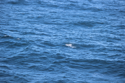 photo of Dall's Porpoise (Phocoenoides dalli)