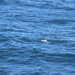 photo of Dall's Porpoise (Phocoenoides dalli)