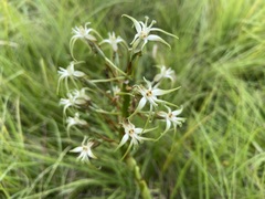 Habenaria nyikana