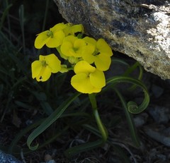 Erysimum jugicola