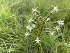 Habenaria nyikana