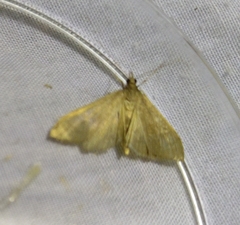 Anania fuscalis