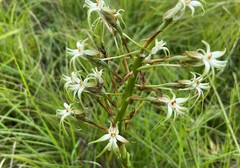 Habenaria nyikana