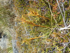 Aciphylla montana