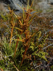 Aciphylla montana