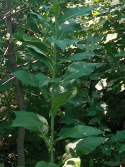 Lactuca quercina