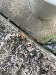 Tanyptera atrata