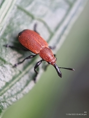 Pseudomesauletes