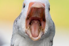 Greylag Goose