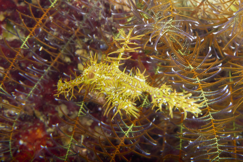 Harlequin Ghost Pipefish