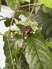 Protaetia brevitarsis
