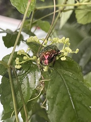 Protaetia brevitarsis