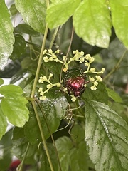 Protaetia brevitarsis