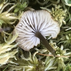 Lyophyllaceae