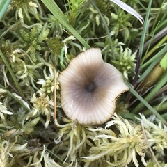 Lyophyllaceae