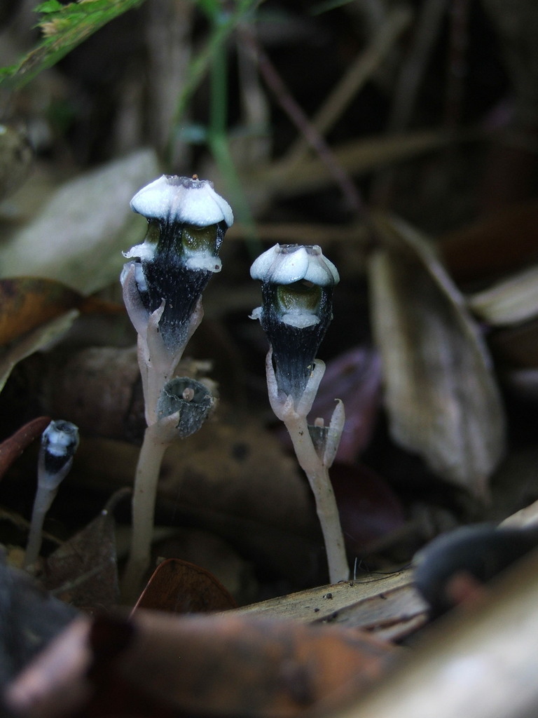 Subgenus Thismia