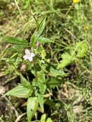 Epilobium obscurum