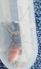 Sphecodes albilabris