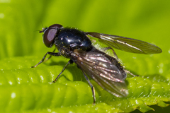 Cheilosia albitarsis