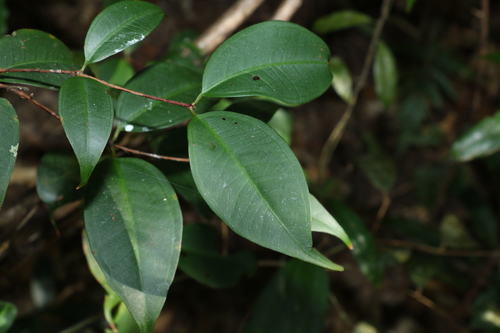 Image of Rhodamnia maideniana by (c) Greg Tasney, some rights reserved (CC BY-SA)