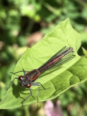 Pyrrhosoma
