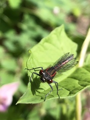 Pyrrhosoma
