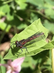 Pyrrhosoma