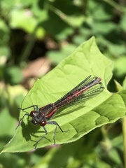 Pyrrhosoma