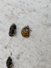 Harmonia axyridis