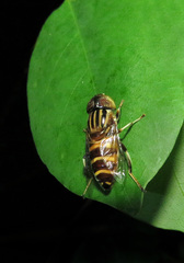 Eristalinus megacephalus