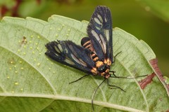 Thyrassia