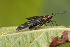 Thyrassia
